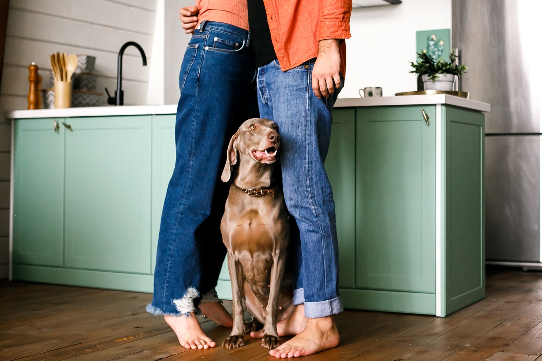 Pet Friendly Features To Add To Your Kitchen Space
